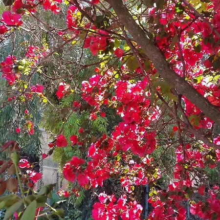 Faliraki *