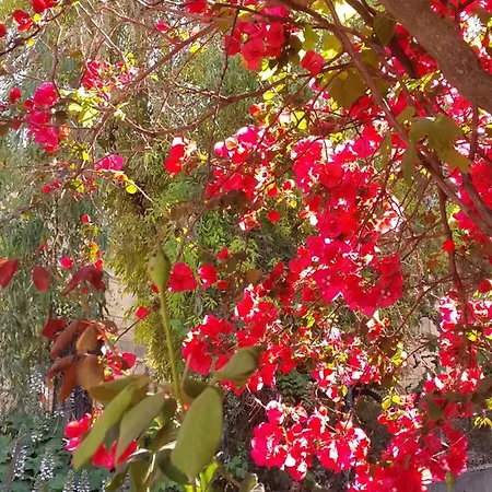 Appart hôtel Faliraki *
